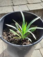 plante jardin Yucca d'extérieur gloriosa, Jardin & Terrasse, Enlèvement, Plante fixe, Autres espèces