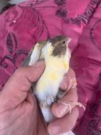 Mal canaris 2025, Dieren en Toebehoren, Vogels | Kanaries