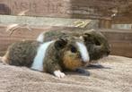 Cavia beertjes, Dieren en Toebehoren, Knaagdieren, Cavia
