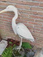 reiger, Mannelijk, Roofvogel