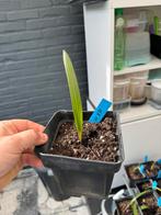 trachycarpus wagnerianus x princpes, Tuin en Terras, Planten | Bomen, Ophalen of Verzenden