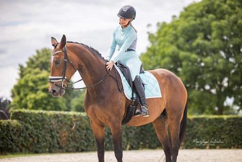 Weide/wandel paardje, Dieren en Toebehoren, Paarden, Merrie, L, 160 tot 165 cm, 11 jaar of ouder, Recreatiepaard, Met stamboom