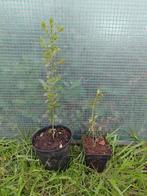 Chinese liguster, Ligustrum Sinense, haagplant of struik, Struik, Ophalen, Liguster, 250 cm of meer