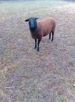 Te koop jonge ram, Dieren en Toebehoren, Mannelijk, Schaap, 0 tot 2 jaar