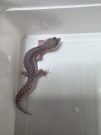 Gecko Leopard blacknight mac super snow eclipse, Dieren en Toebehoren