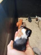 Borstel cavia's, Cavia