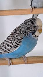 Vogels komen verder uit dubbel splitten, Dieren en Toebehoren, Vogels | Parkieten en Papegaaien