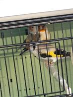 Chardonneret de mutation agate, Dieren en Toebehoren, Vogels | Toebehoren