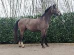Lieve merrie van 2022, Merrie, Springpaard, Gechipt, 3 tot 6 jaar