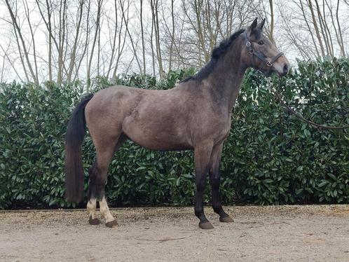 Lieve merrie van 2022, Dieren en Toebehoren, Paarden, Merrie, Onbeleerd, 165 tot 170 cm, 3 tot 6 jaar, Springpaard, Met stamboom
