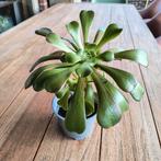 Verplant, Aeonium arboreum plant, Maison & Meubles, Plantes d'intérieur, Enlèvement ou Envoi, Plante succulente