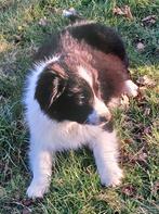 Border Collie pups, België, Fokker | Hobbymatig, 8 tot 15 weken, CDV (hondenziekte)