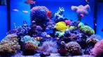 Vissen/koralen zeeaquarium GEZOCHT, Dieren en Toebehoren, Vissen | Aquariumvissen, Zoutwatervis