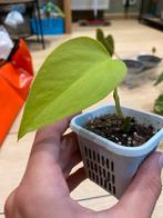 Epipremnum neon stekje, Huis en Inrichting, Kamerplanten, Overige soorten, Ophalen of Verzenden, In pot, Minder dan 100 cm
