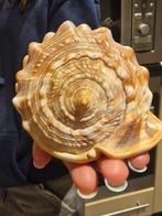 Helmschelp - Bullsmouth - Cypraecassis rufa, Ophalen