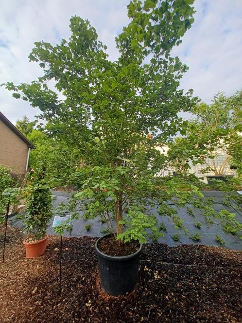 Acer campestre veldesdoorn, Tuin en Terras, Planten | Bomen, Halfschaduw, Ophalen