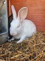 2 vrouwtjes konijntjes te koop, Dieren en Toebehoren