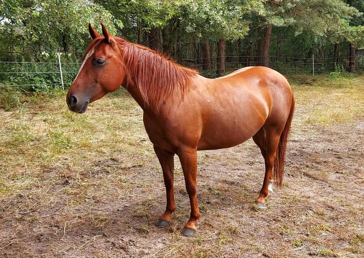 Quarter merrie, Dieren en Toebehoren, Paarden, Merrie, Minder dan 160 cm, 7 tot 10 jaar, Westernpaard, Met stamboom, Gechipt, Ontwormd