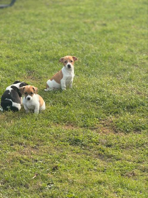 Jack Russel pups, Dieren en Toebehoren, Honden | Jack Russells en Terriërs, Meerdere dieren, Jack Russell Terriër, Fokker | Professioneel