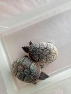 Waterschildpad schildpadden 2stuks muskusschildpadden, Dieren en Toebehoren, Reptielen en Amfibieën
