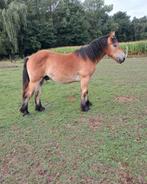 Knap trekpaard, Dieren en Toebehoren, Pony's