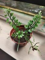 asplenium x kenzoi, Enlèvement ou Envoi