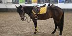7 jarige ruin American paint horse.  153cm, Minder dan 160 cm, Gechipt, Ruin, Zadelmak