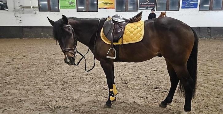 7 jarige ruin American paint horse.  153cm, Dieren en Toebehoren, Paarden, Ruin, Zadelmak, Minder dan 160 cm, 7 tot 10 jaar, Westernpaard