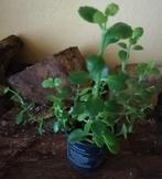 Gele Kalanchoë verhandelen of verkopen, Huis en Inrichting, Ophalen, Vetplant
