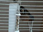 Botvink 1 man en 2 poppen, Dieren en Toebehoren, Vogels | Overige Vogels