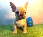 Prachtige Franse Bulldog Pup, Dieren en Toebehoren, België, Fokker | Hobbymatig, Reu, CDV (hondenziekte)
