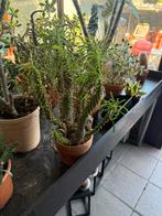 Euphorbia bubalina, Ophalen