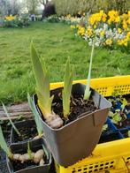 Iris germanica "Senlac" (Baardiris), Tuin en Terras, Volle zon, Vaste plant, Lente, Ophalen