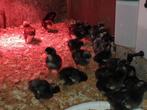 Mechelse koekoek, kuikens, Dieren en Toebehoren, Pluimvee, Meerdere dieren, Kip