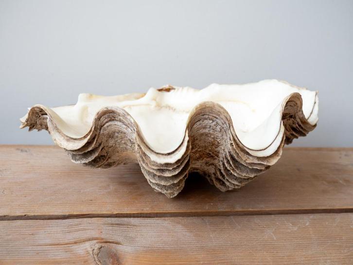 Prachtige oude grote XXL doopvontschelp – 37 cm, Antiek en Kunst, Curiosa en Brocante, Ophalen of Verzenden