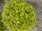 Ilex caroline bollen !! Net zelfde als buxus !!, Tuin en Terras, Ophalen, Buxus