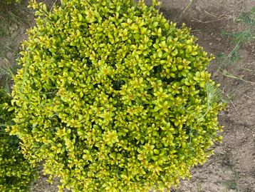 Ilex caroline bollen !! Net zelfde als buxus !! beschikbaar voor biedingen