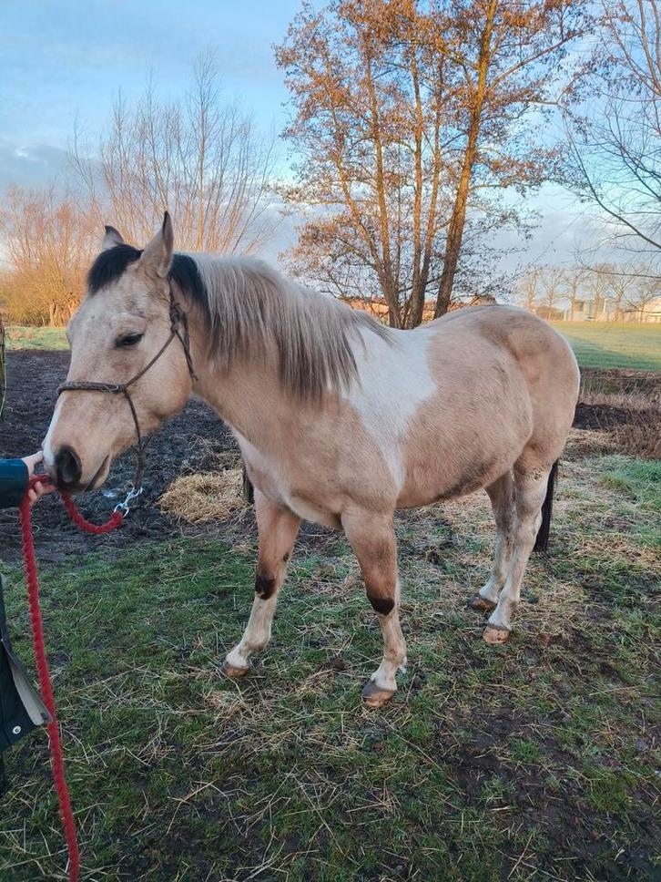 Paint Merrie te koop, Dieren en Toebehoren, Paarden, Merrie, Zadelmak, Minder dan 160 cm, 11 jaar of ouder, Westernpaard, Met stamboom