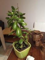 Crassula, Huis en Inrichting, Kamerplanten, Ophalen