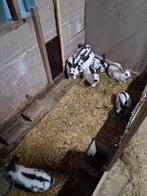 Lotharinger, Dieren en Toebehoren, Konijnen, Meerdere dieren, Groot, 0 tot 2 jaar