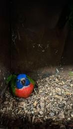 Lori van de blauwe bergen, Dieren en Toebehoren, Geslacht onbekend