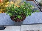 Planten Ilex crenata green hedge co 30/40, Tuin en Terras, Planten | Tuinplanten, Ophalen, Vaste plant, Overige soorten
