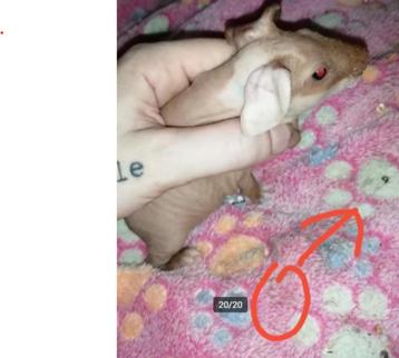 naakte cavia/magere mannetjes beschikbaar voor biedingen
