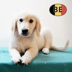 Golden Retriever - lief reutje te koop, Dieren en Toebehoren, Honden | Retrievers, Spaniëls en Waterhonden, Golden retriever, België