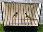 Koppel wildkleur gouldamadines / goulds te koop, Dieren en Toebehoren, Tropenvogel