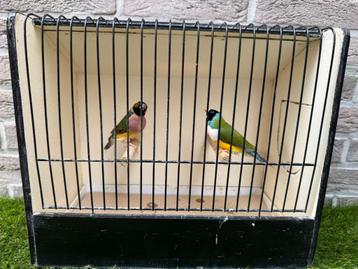 Koppel wildkleur gouldamadines / goulds te koop, Oiseau tropical