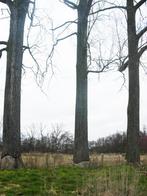 Bomen gezocht om te kappen., Tuin en Terras, Ophalen of Verzenden, Nieuw