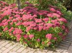 Sedum 'Herfstfreude' of Hemelsleutel, Tuin en Terras, Planten | Tuinplanten, Ophalen, Vaste plant, Bodembedekkers