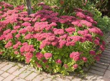 Sedum 'Herfstfreude' of Hemelsleutel beschikbaar voor biedingen