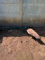Blauwe pauw hen 4 jaar, Dieren en Toebehoren